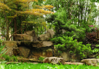 Garden with Boulder