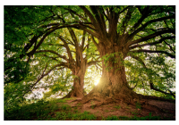 Tree Museum